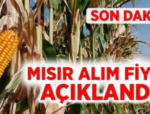 Son Daki̇ka: Mısır Alım Fiyatı Açıklandı!