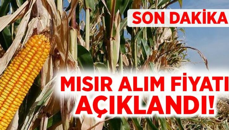 Son Daki̇ka: Mısır Alım Fiyatı Açıklandı!