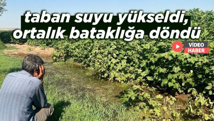 Taban Suyu Yükseldi, Ortalık Bataklığa Döndü