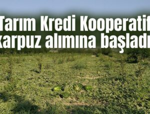 Tarım Kredi Kooperatifi Karpuz Alımına Başladı