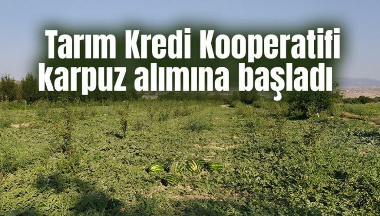 Tarım Kredi Kooperatifi Karpuz Alımına Başladı