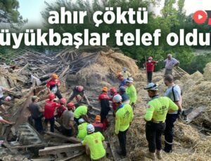 Ahır Çöktü Büyükbaşlar Telef Oldu