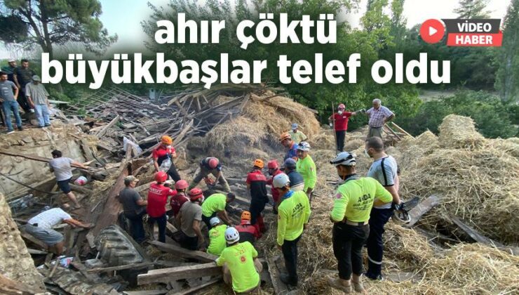 Ahır Çöktü Büyükbaşlar Telef Oldu