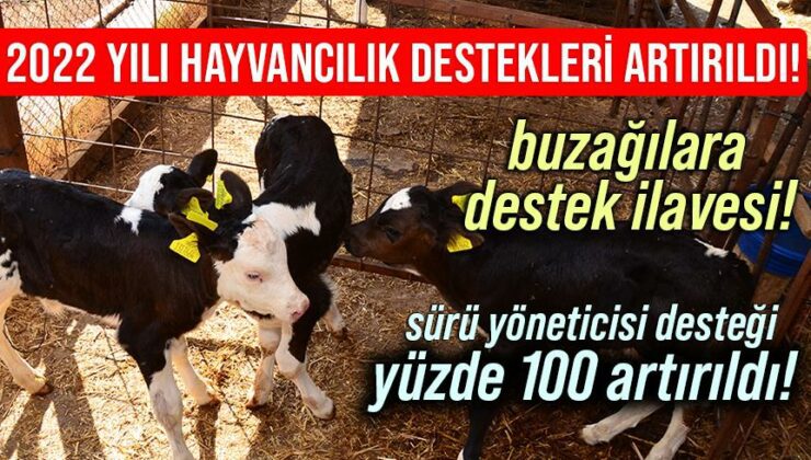 2022 Yılı Hayvancılık Destekleri Artırıldı! Buzağılara Destek Ilavesi!