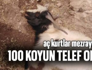 Aç Kurtlar Mezraya Indi 100 Koyun Telef Oldu