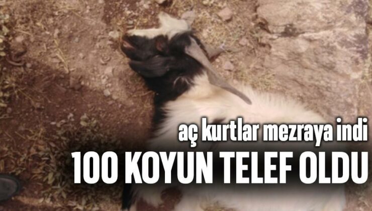 Aç Kurtlar Mezraya Indi 100 Koyun Telef Oldu