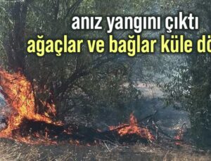 Anız Yangını Çıktı: Ağaçlar Ve Bağlar Küle Döndü