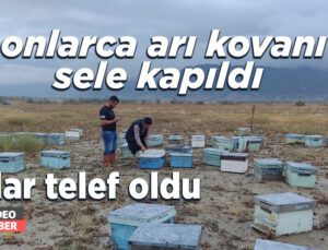 Onlarca Arı Kovanı Sele Kapıldı, Arılar Telef Oldu