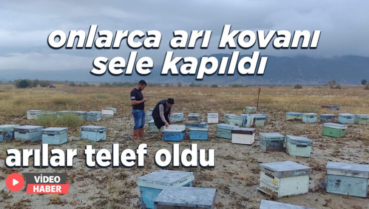 Onlarca Arı Kovanı Sele Kapıldı, Arılar Telef Oldu