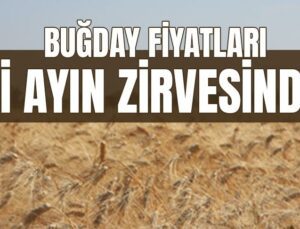 Buğday Fiyatları Iki Ayın Zirvesinde