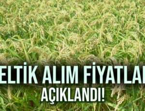 Çeltik Alım Fiyatları Açıklandı