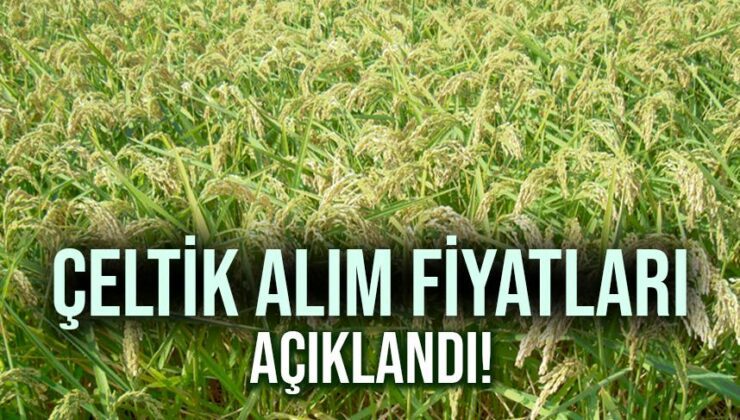 Çeltik Alım Fiyatları Açıklandı