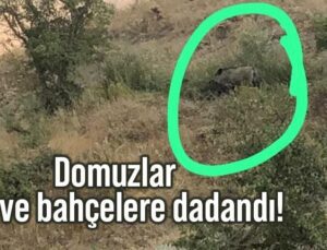 Domuzlar Bağ Ve Bahçelere Dadandı!