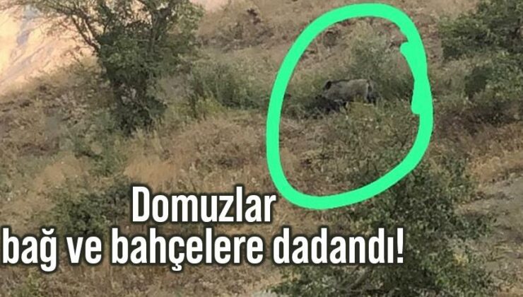 Domuzlar Bağ Ve Bahçelere Dadandı!