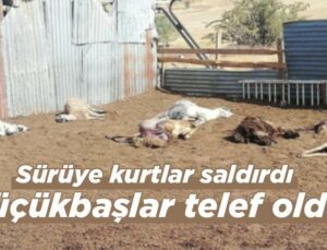 Sürüye Kurtlar Saldırdı Küçükbaşlar Telef Oldu!