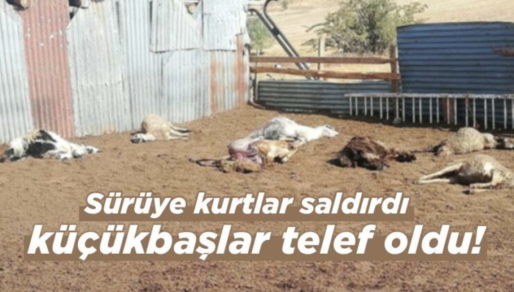 Sürüye Kurtlar Saldırdı Küçükbaşlar Telef Oldu!