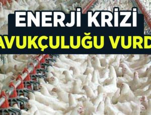 Enerji Krizi Tavukçuluğu Vurdu