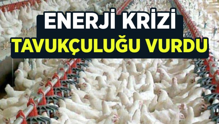 Enerji Krizi Tavukçuluğu Vurdu