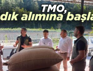 Tmo, Fındık Alımına Başladı