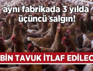 Aynı Fabrikada 3 Yılda Üçüncü Salgın! 19 Bin Tavuk Itlaf Edilecek