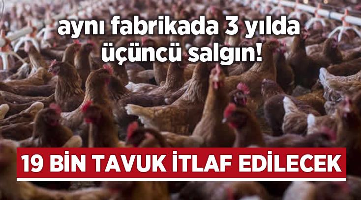Aynı Fabrikada 3 Yılda Üçüncü Salgın! 19 Bin Tavuk Itlaf Edilecek