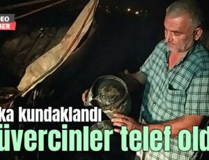 Baraka Kundaklandı, Güvercinler Telef Oldu