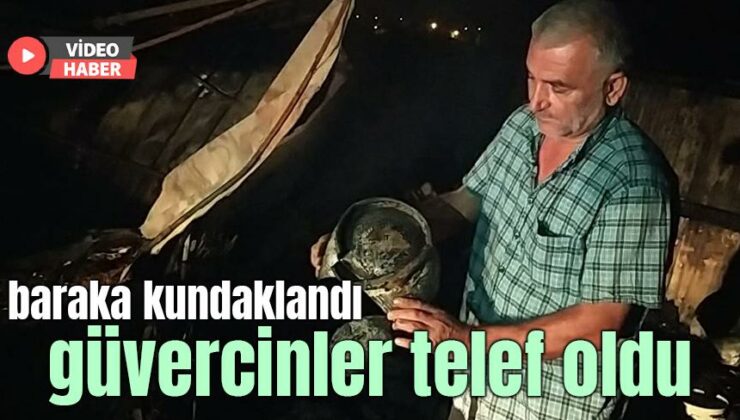 Baraka Kundaklandı, Güvercinler Telef Oldu