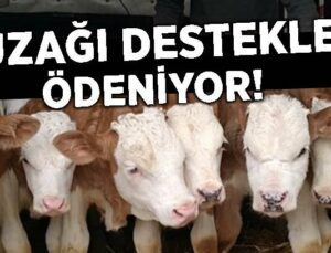 Beklenen Açıklama Geldi: Buzağı Destekleri Ödeniyor!