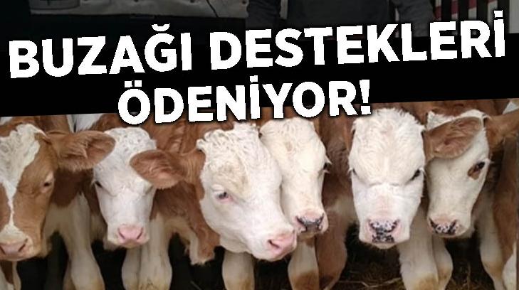 Beklenen Açıklama Geldi: Buzağı Destekleri Ödeniyor!