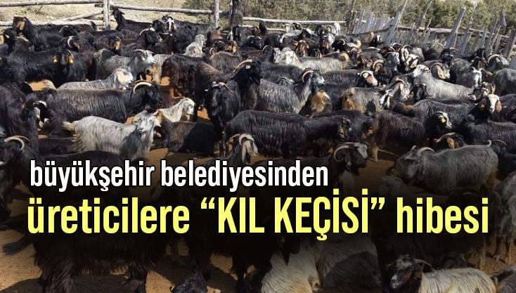 Büyükşehir Belediyesinden Üreticilere “Kıl Keçisi” Hibesi