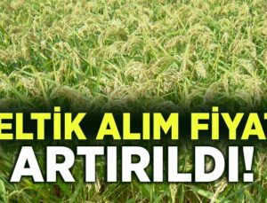 Çeltik Alım Fiyatları Artırıldı!