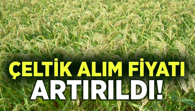 Çeltik Alım Fiyatları Artırıldı!