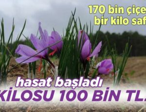 Hasat Başladı, Kilosu 100 Bin Tl!