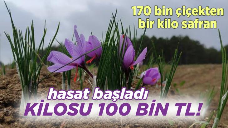 Hasat Başladı, Kilosu 100 Bin Tl!