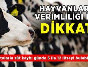 Hayvanların Verimliliği Için Dikkat