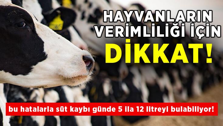 Hayvanların Verimliliği Için Dikkat