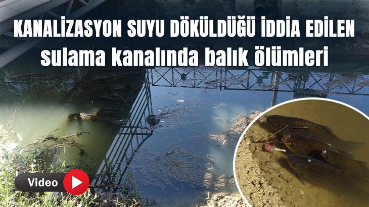 Kanalizasyon Suyu Döküldüğü Iddia Edilen Sulama Kanalında Balık Ölümleri
