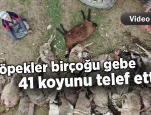 Köpekler Birçoğu Gebe 41 Koyunu Telef Etti