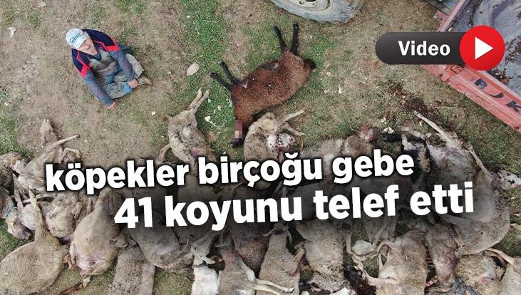 Köpekler Birçoğu Gebe 41 Koyunu Telef Etti