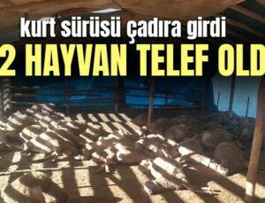 Kurt Sürüsü Çadıra Girdi, 42 Hayvan Telef Oldu