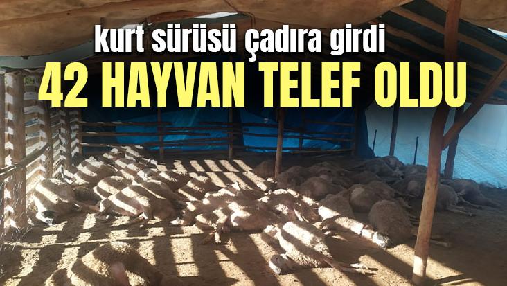 Kurt Sürüsü Çadıra Girdi, 42 Hayvan Telef Oldu