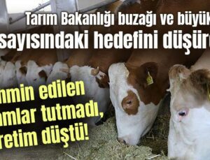 Tarım Bakanlığı Buzağı Ve Büyükbaş Sayısındaki Hedefini Düşürdü