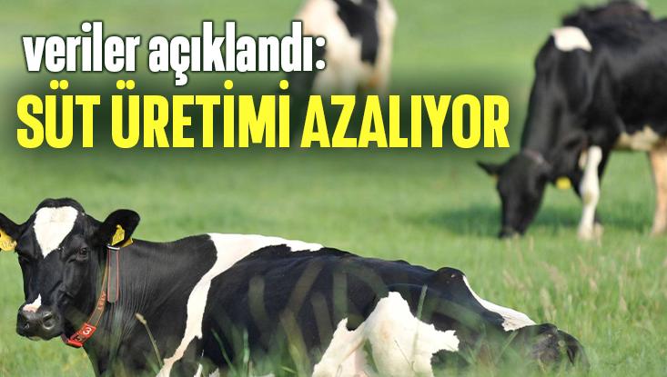 Veriler Açıklandı: Süt Üretimi Azalıyor