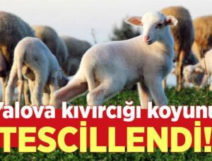 Yalova Kıvırcığı Koyunu Tescillendi!