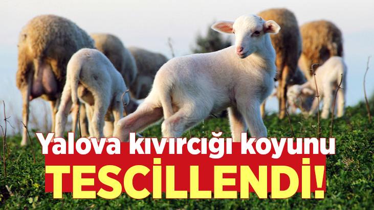 Yalova Kıvırcığı Koyunu Tescillendi!