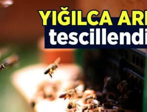 Yığılca Arısı Tescillendi!