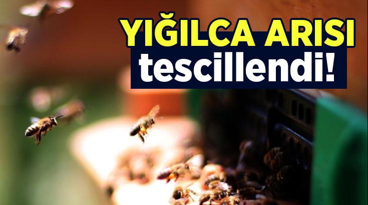 Yığılca Arısı Tescillendi!