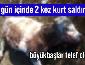 10 Gün Içinde 2 Kez Kurt Saldırdı! Büyükbaşlar Telef Oldu