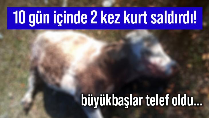 10 Gün Içinde 2 Kez Kurt Saldırdı! Büyükbaşlar Telef Oldu