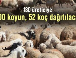 130 Üreticiye 1300 Koyun, 52 Koç Dağıtılacak!